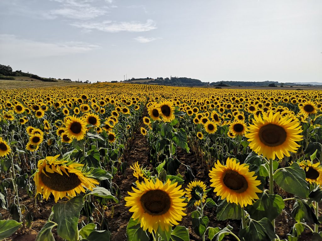 girasoles sunflower france