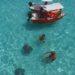 Mantarrayas en Moorea