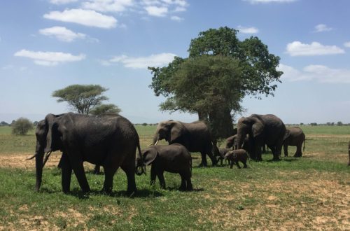 Safari en Tanzania