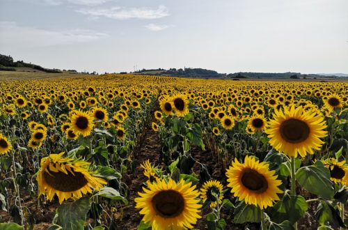 girasoles sunflower france