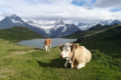 grindelwald suiza trekking vacas