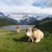 grindelwald suiza trekking vacas